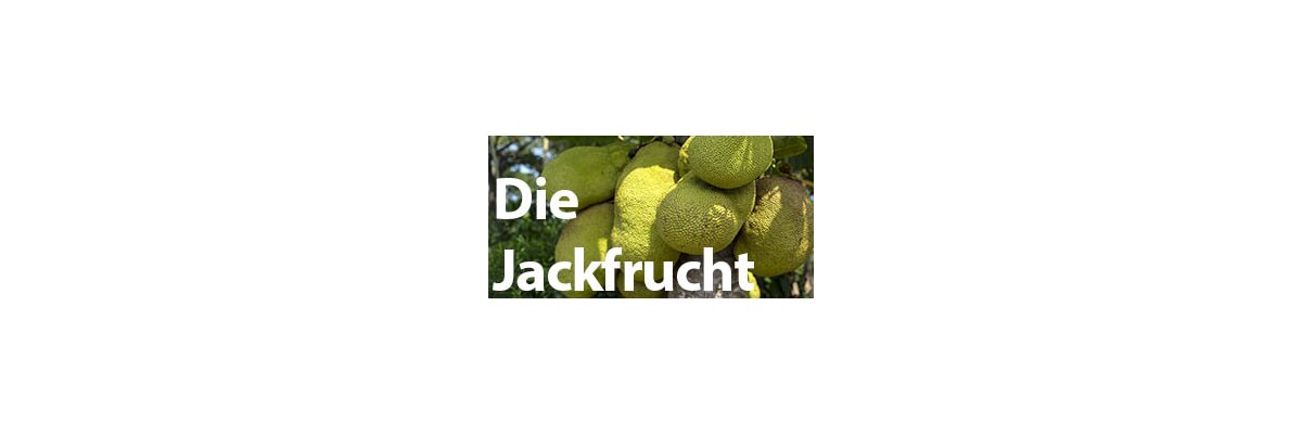 Die Jackfruit (Jackfrucht) - unsere Empfehlung! - Die Jackfruit (Jackfrucht) - unsere Empfehlung und Geheimtipp